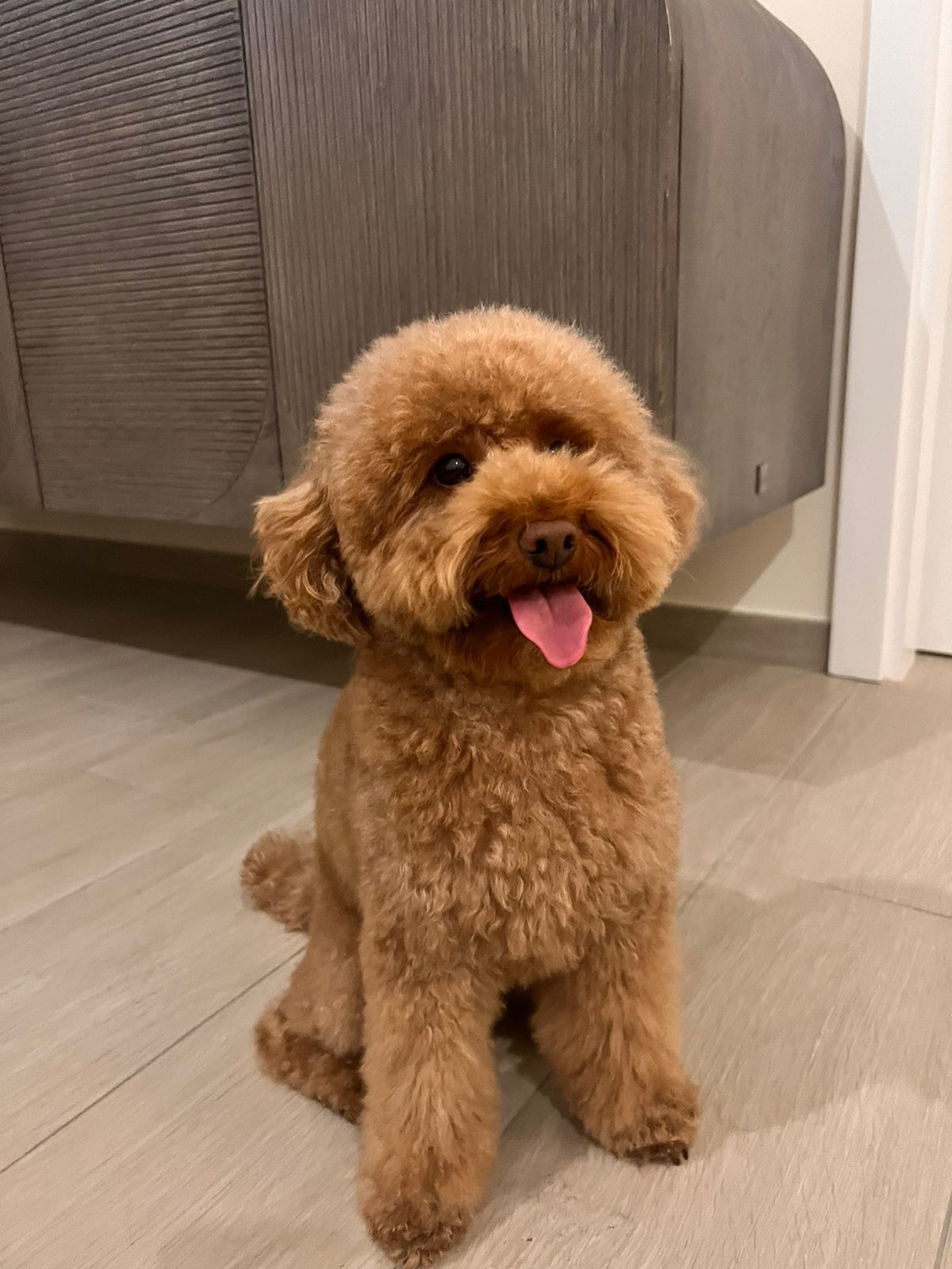 Petzania 5