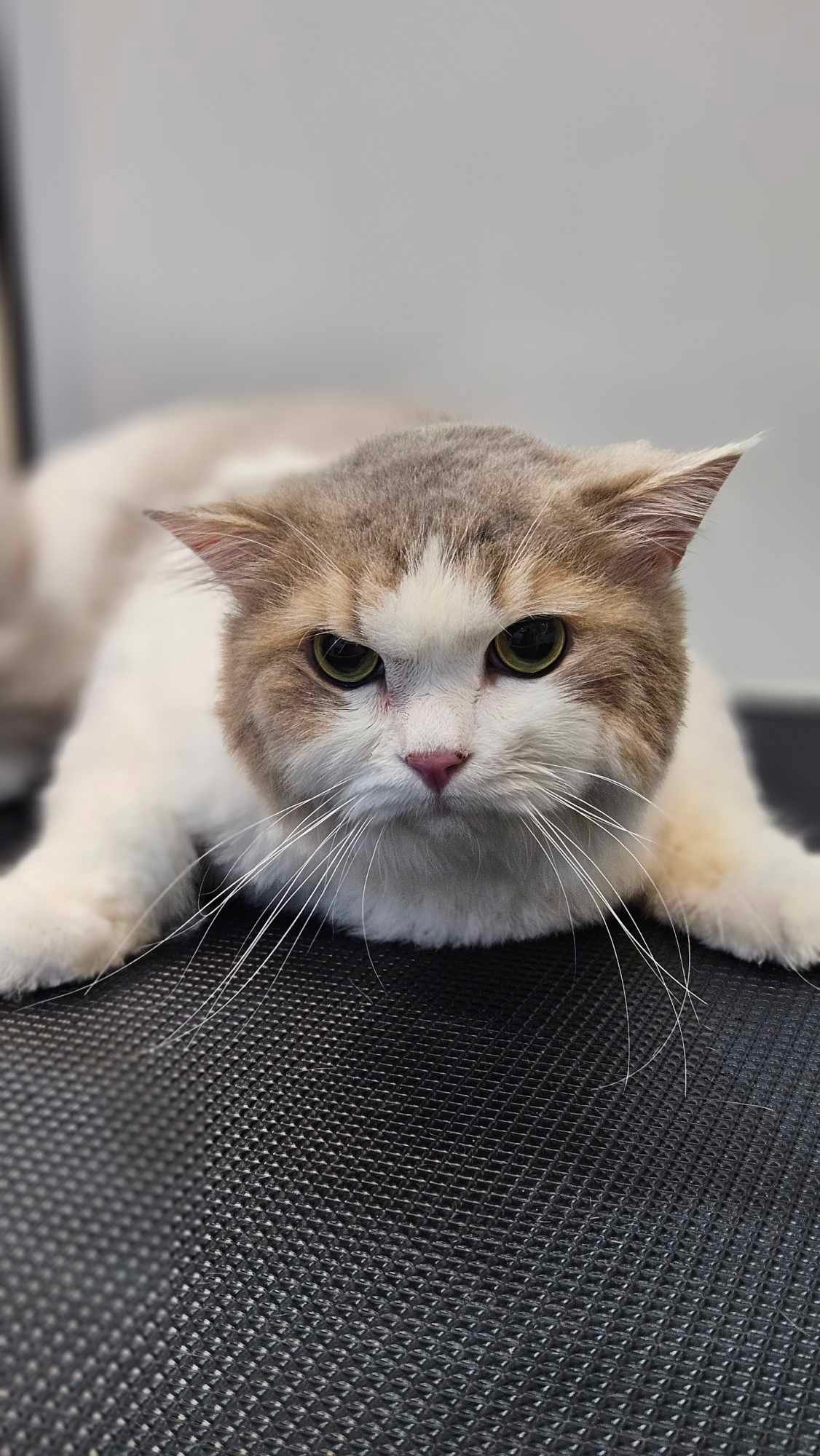 City Pet Veterinary Clinic photo 5