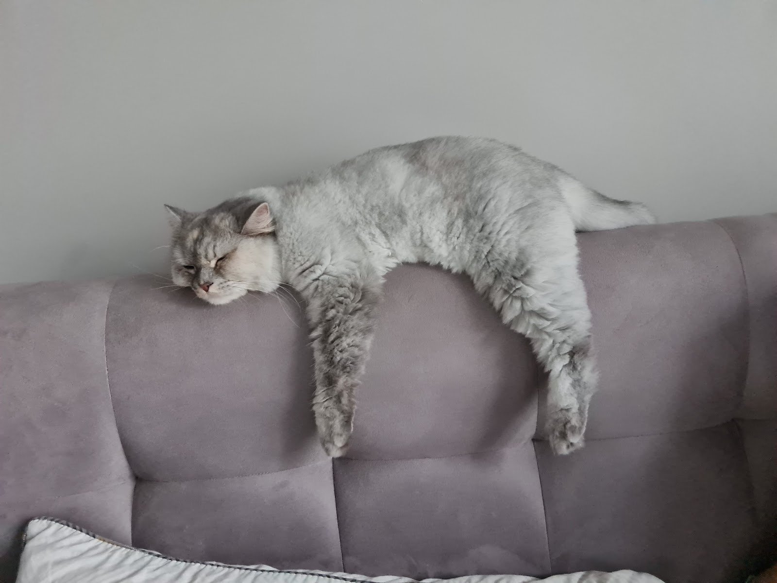 Cuddles & Care photo 2