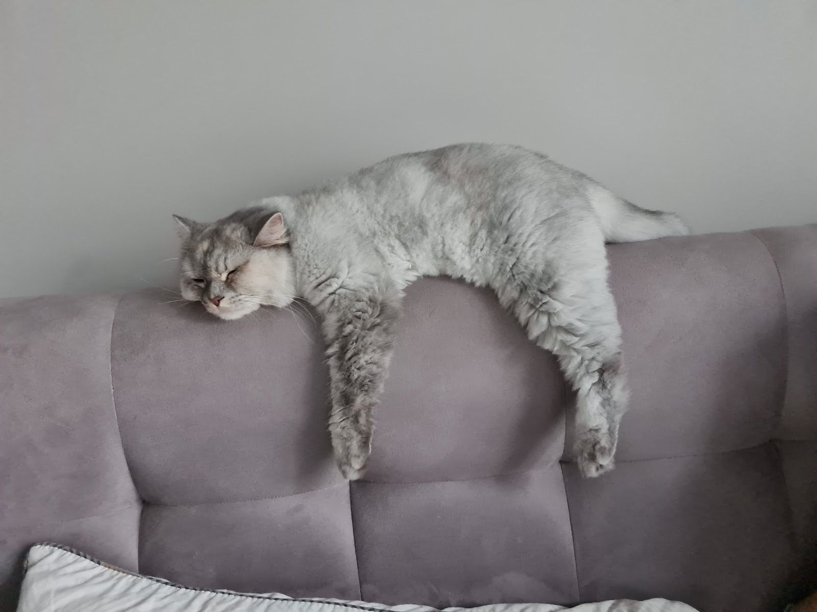 Cuddles & Care 2