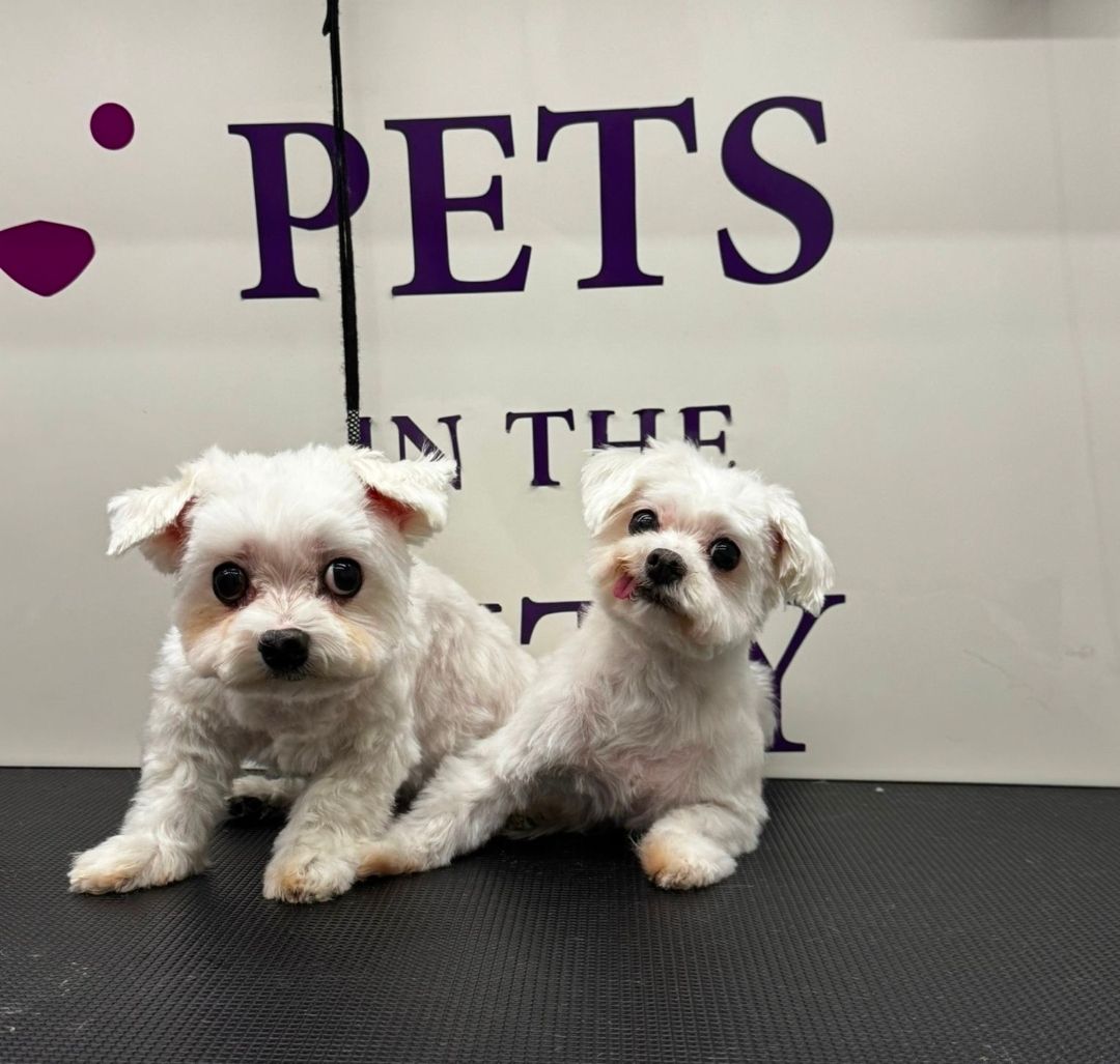 800-GROOM Pets in the City Mobile Grooming 2