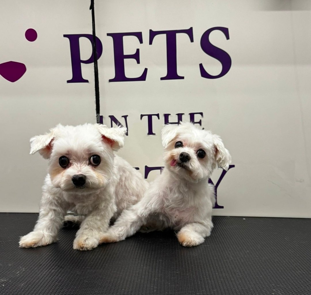 800-GROOM Pets in the City Mobile Grooming photo 2
