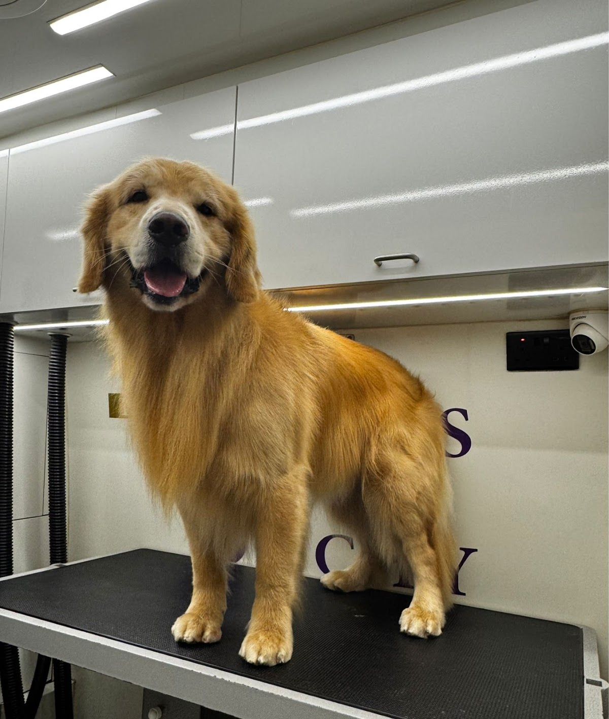 800-GROOM Pets in the City Mobile Grooming 3