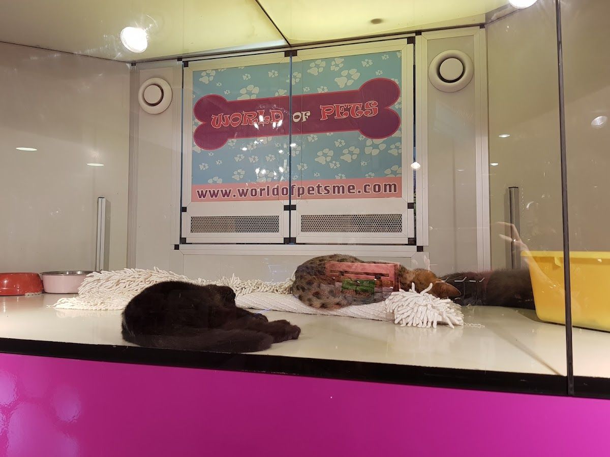 World of pets 2