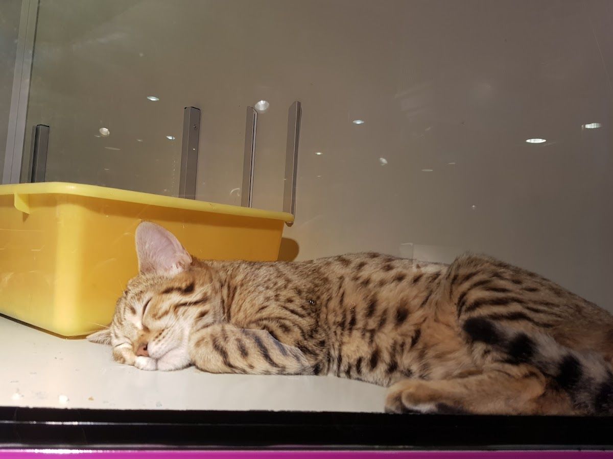 World of pets 3