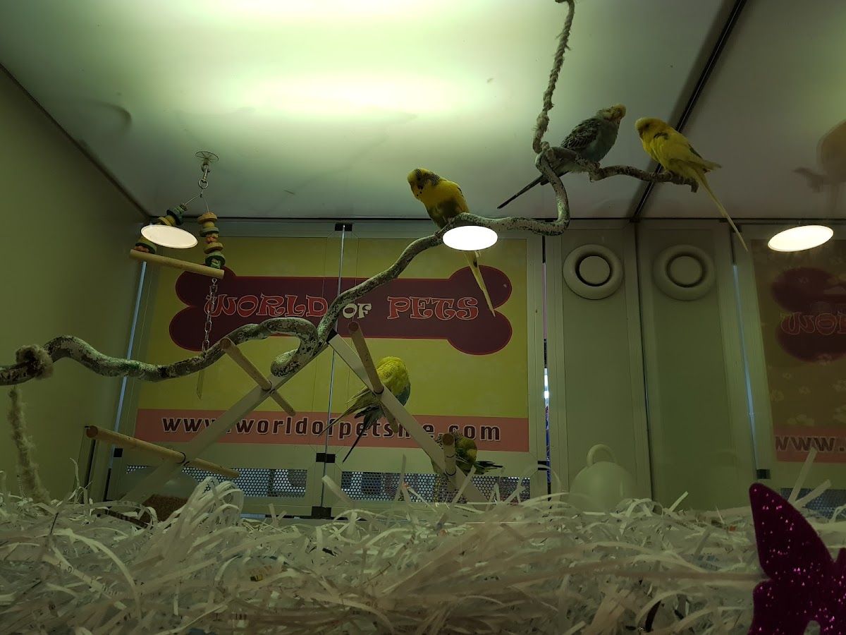 World of pets 5