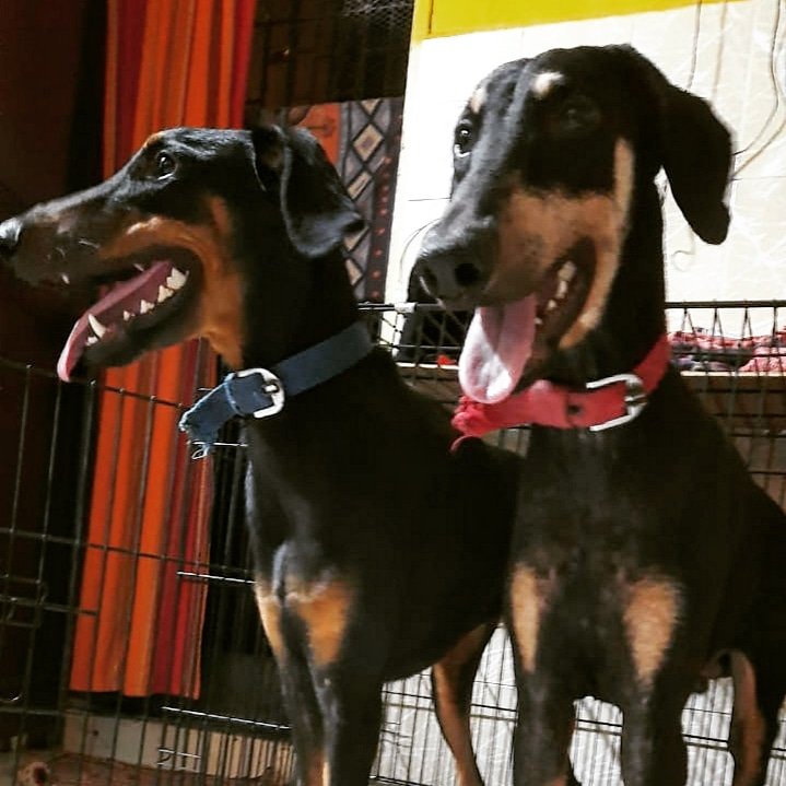 Guardian K9 UAE photo 2