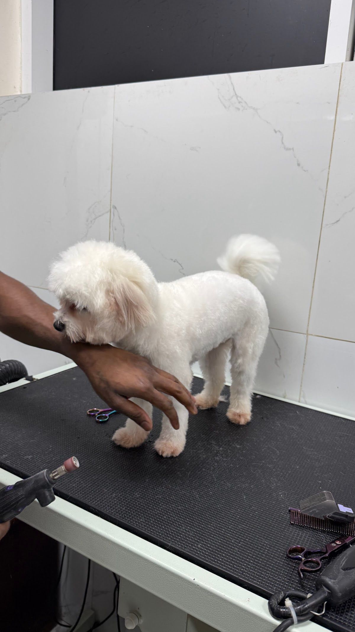 Smart Pets Grooming Salon 5