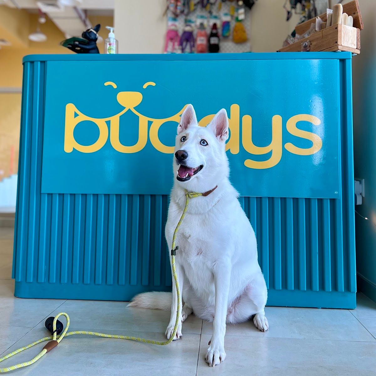 Buddys - Doggy Daycare | Boarding | Grooming 2
