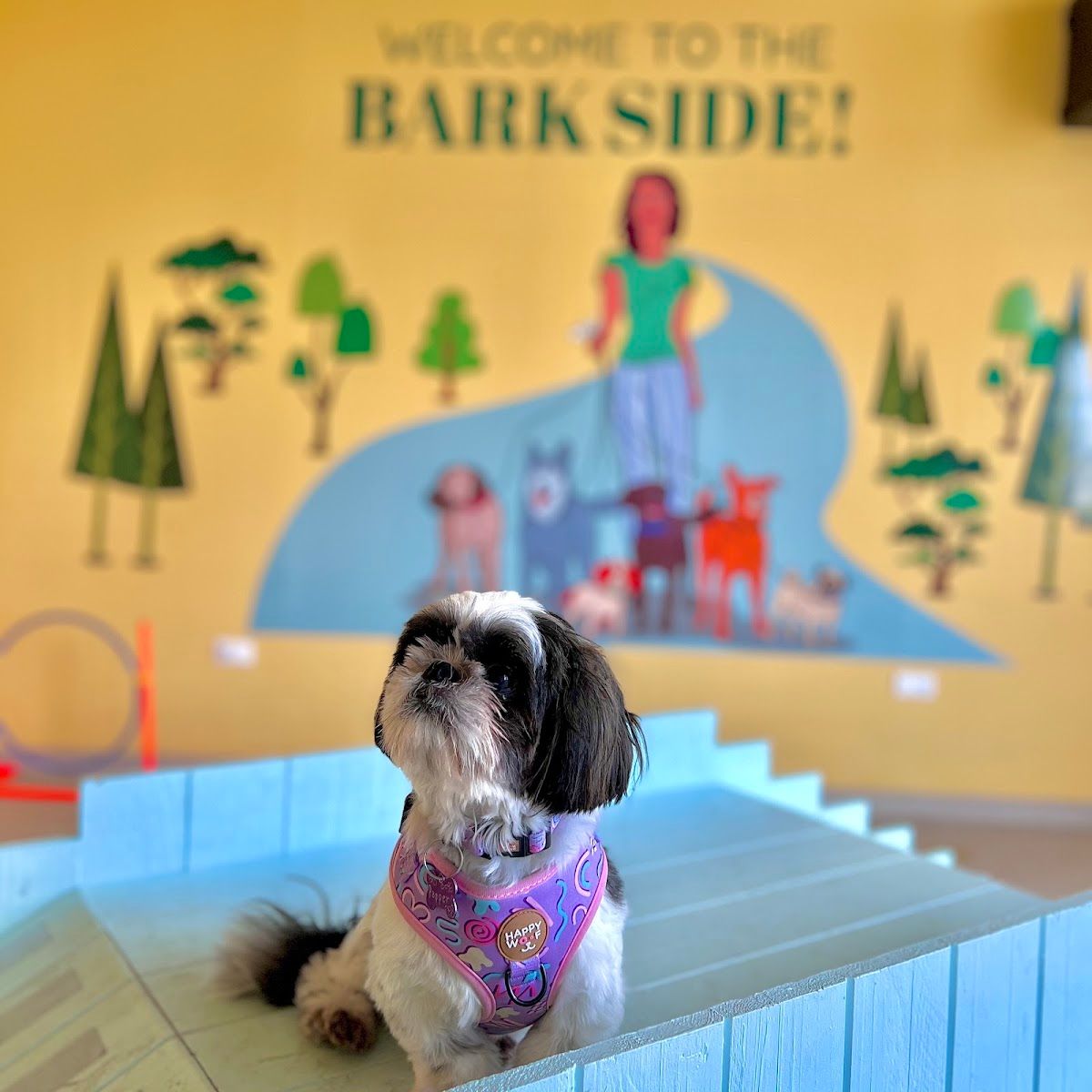 Buddys - Doggy Daycare | Boarding | Grooming 3