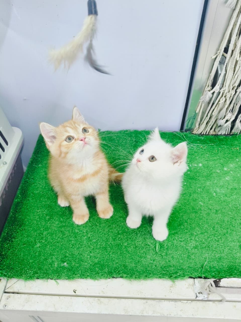 Pet paradise Pets Grooming And Supplies 3