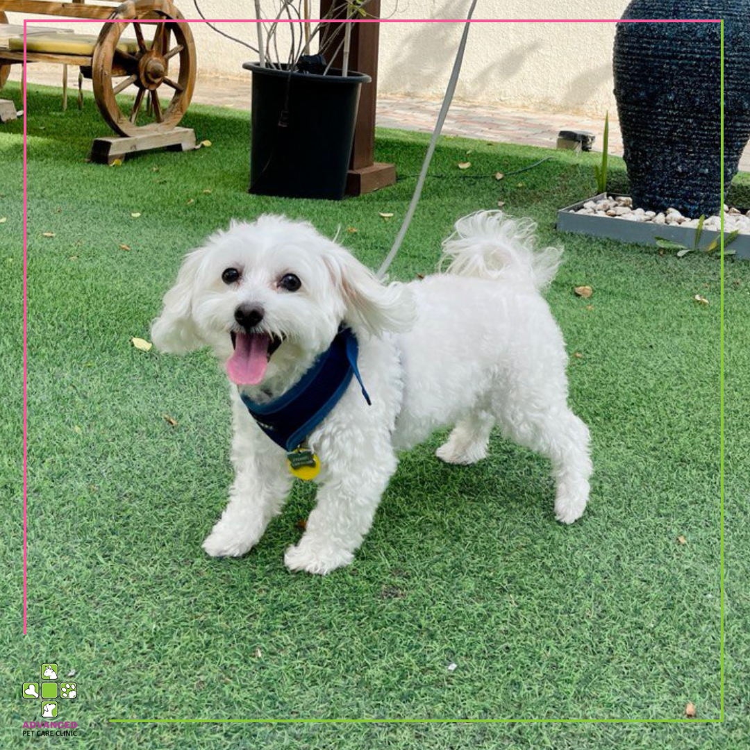 Advance Pet Clinic 2