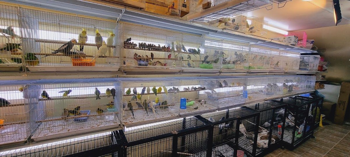 Abu Dhabi Animal Market/ Mina Animal Market 2
