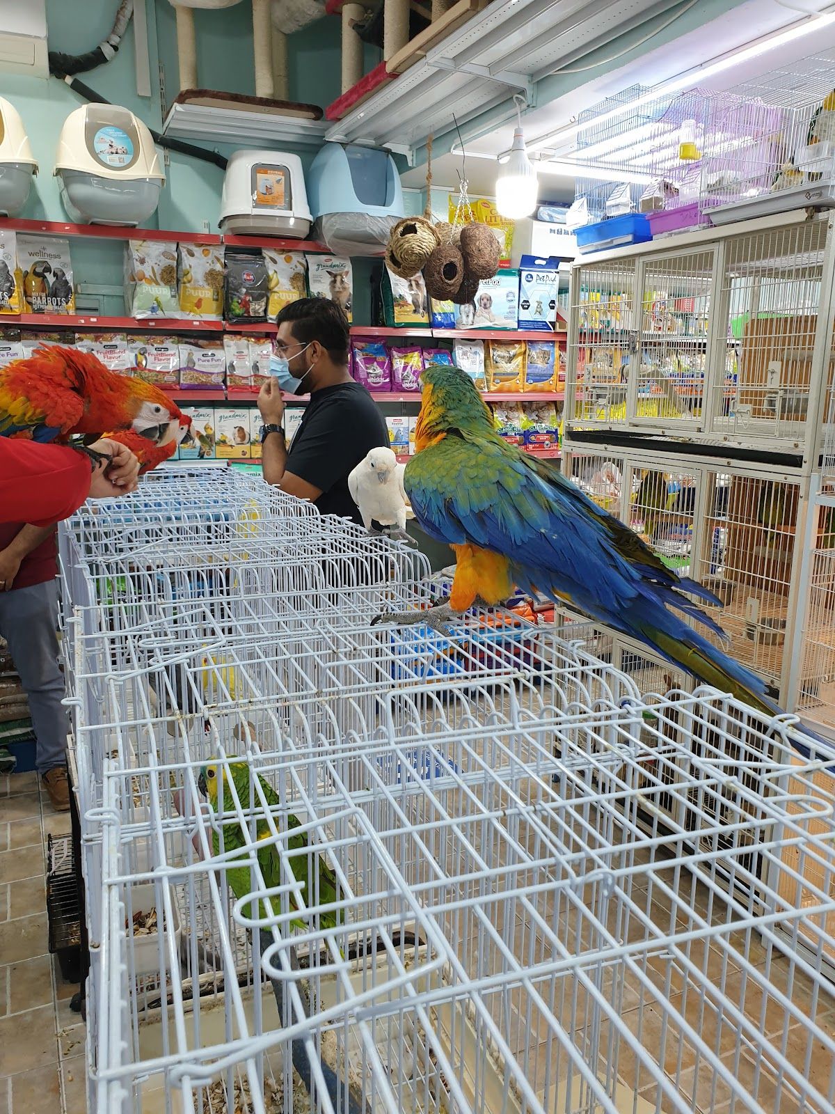 Abu Dhabi Animal Market/ Mina Animal Market 3