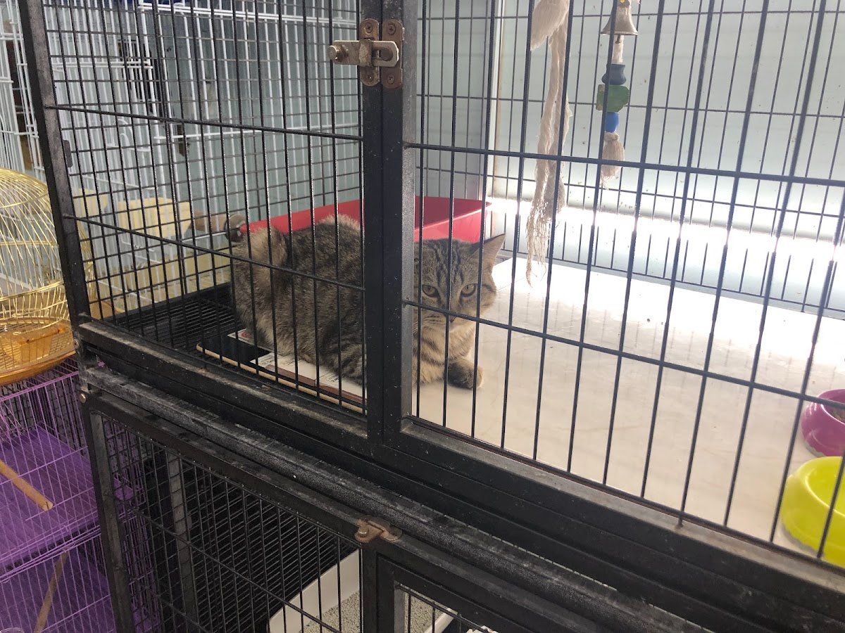 Abu Dhabi Animal Market/ Mina Animal Market photo 4