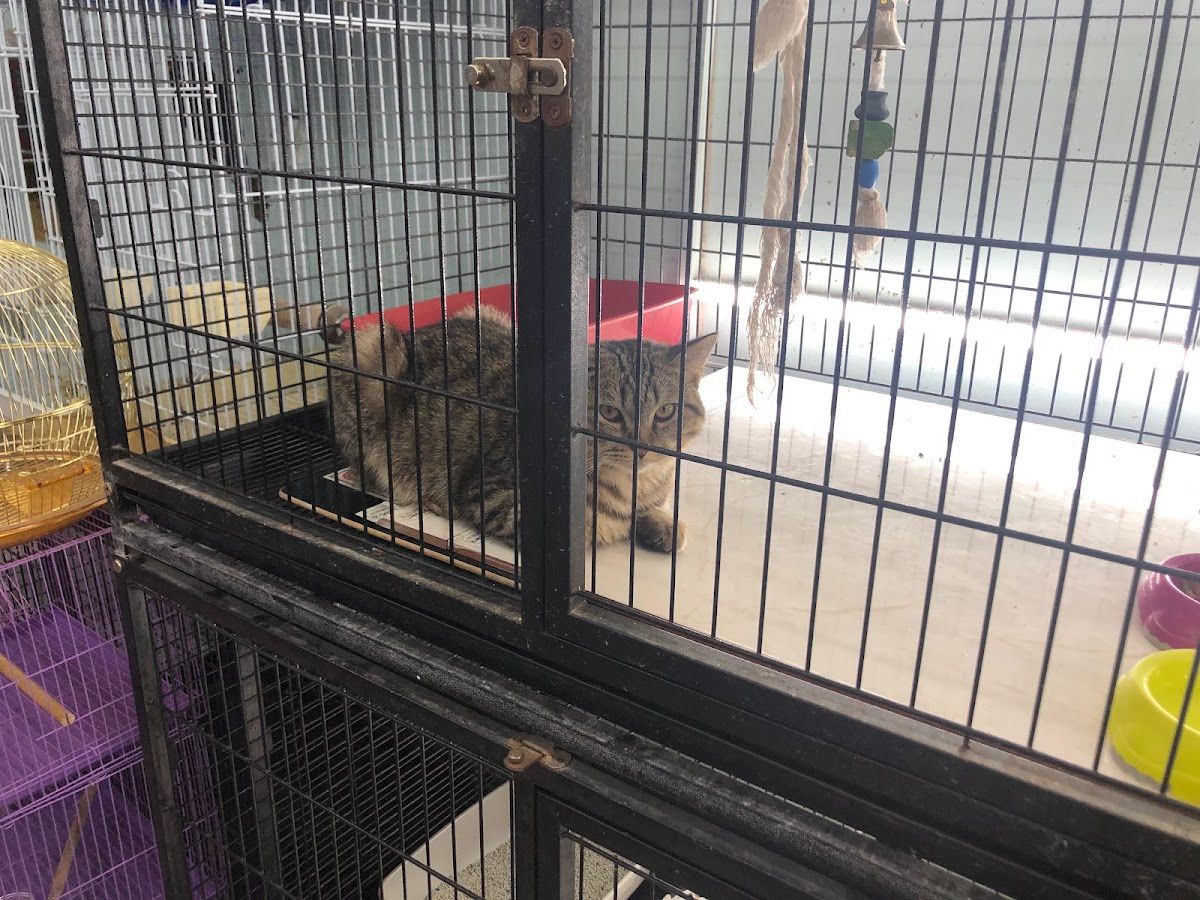 Abu Dhabi Animal Market/ Mina Animal Market 4