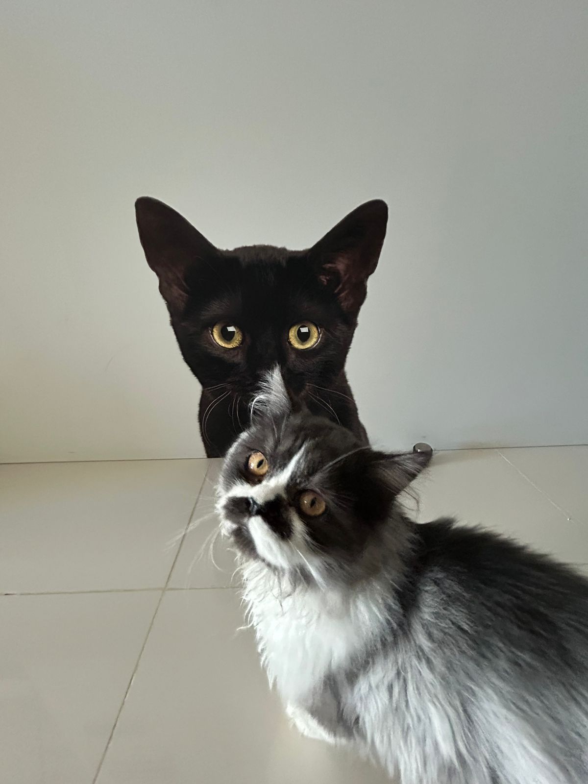 Happy Tails - petsitting dubai 2