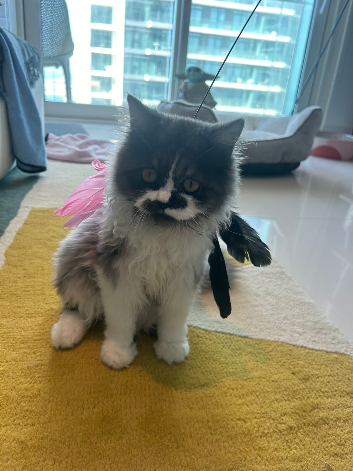 Happy Tails - petsitting dubai 3