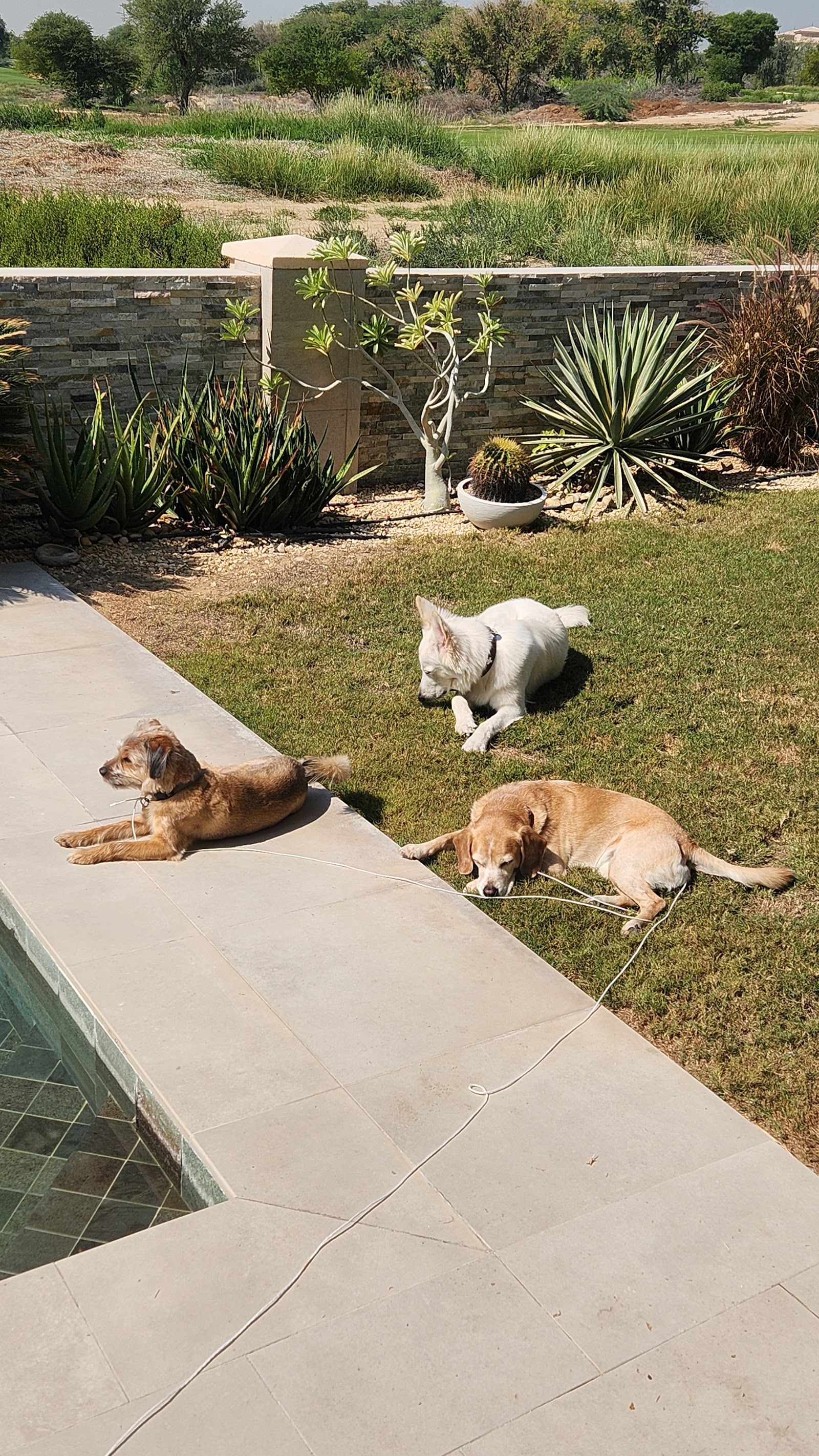 The A-Pack Pet Co 3