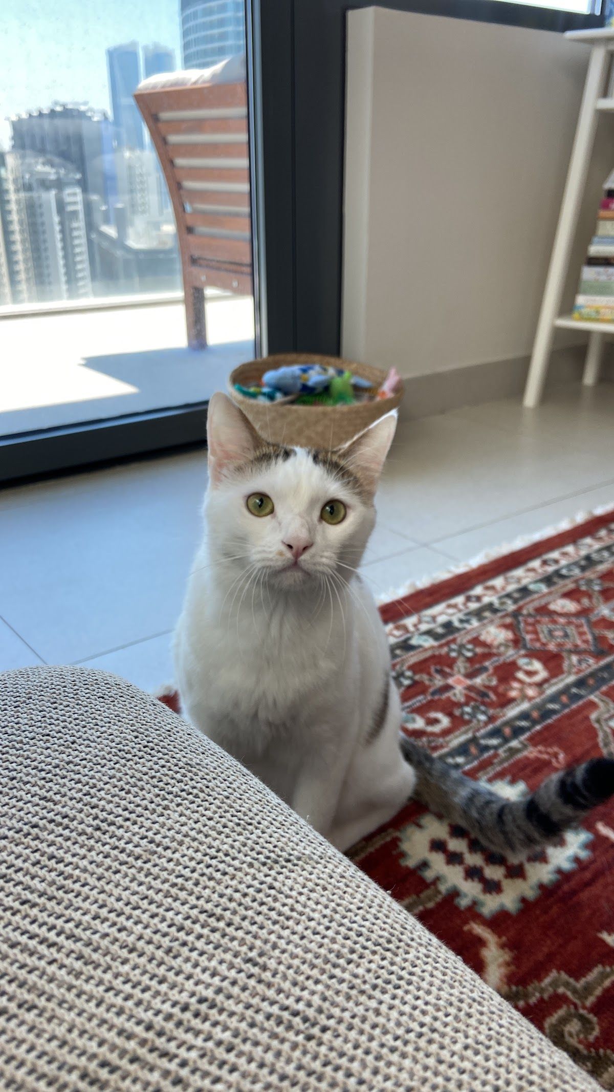 ThePetsClub 4