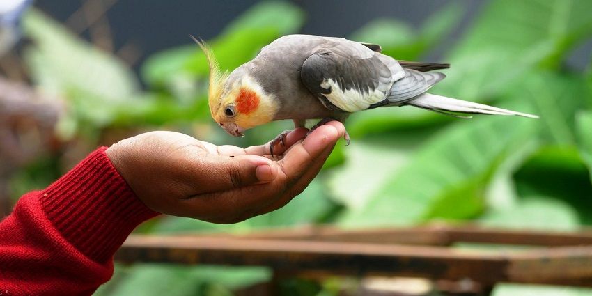 Dubai Parrots World 2