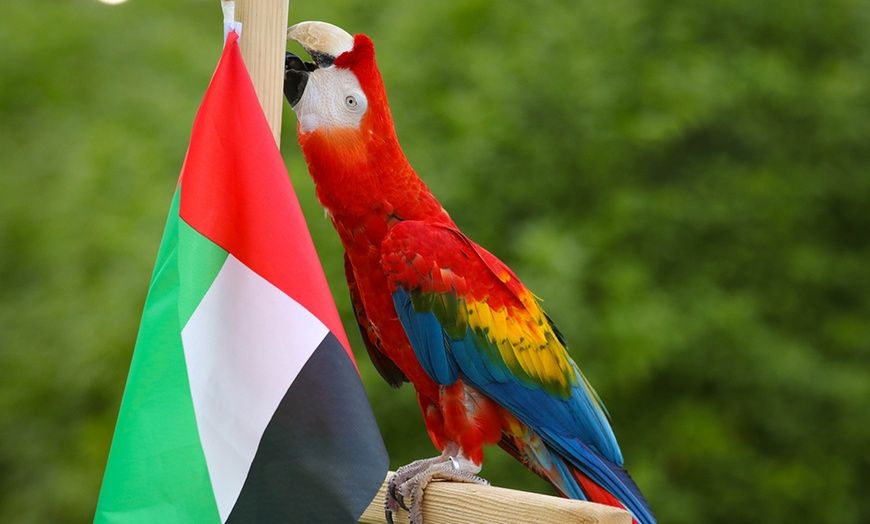 Dubai Parrots World 3