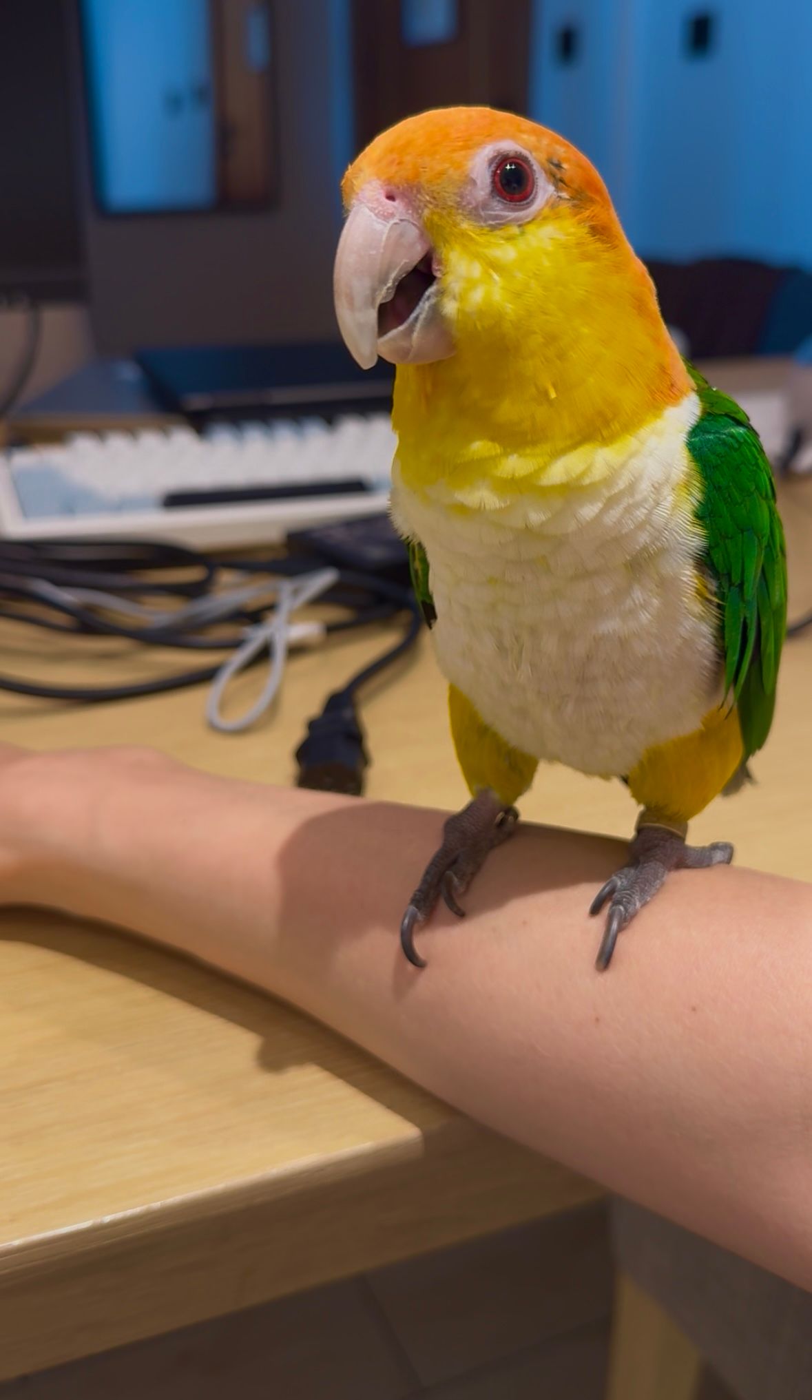 Dubai Parrots World 5