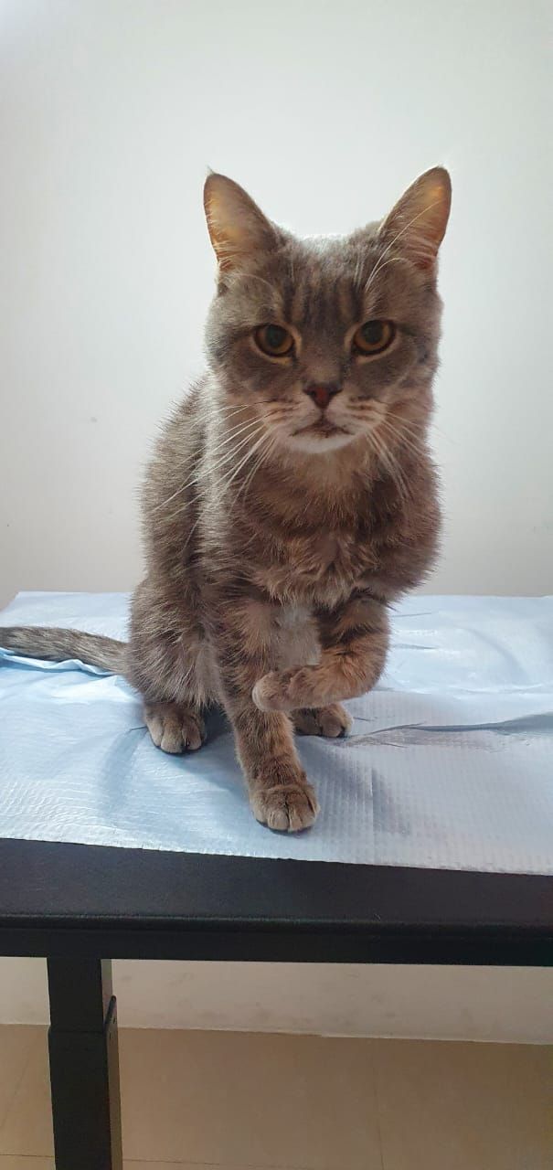 Pet Wellness Veterinary Clinic 3
