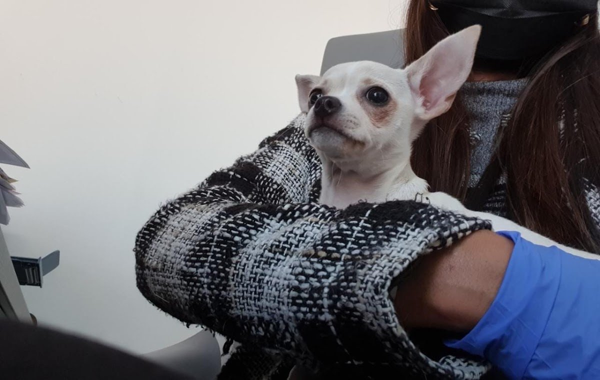 Pet Wellness Veterinary Clinic photo 4