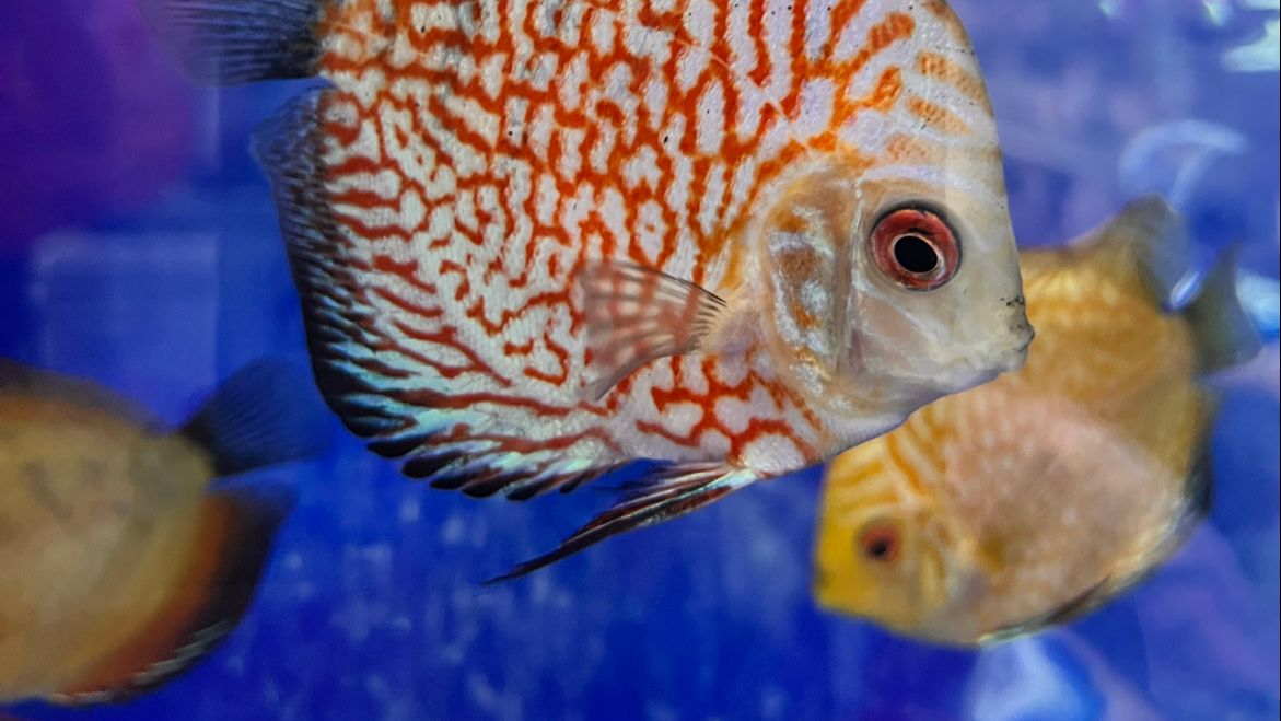 Aqualand Aquarium & Pet Food | Dubai’s Best Aquarium Shop | Pet Food & Pet Accessories in Dubai 2