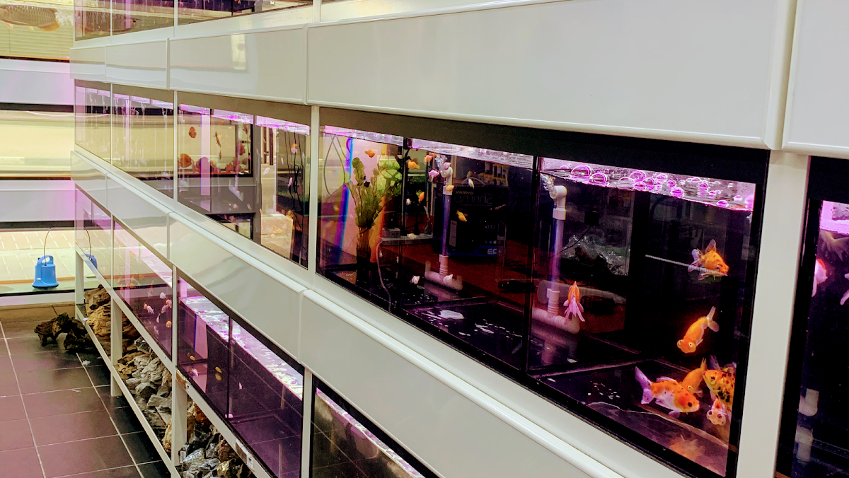 Aqualand Aquarium & Pet Food | Dubai’s Best Aquarium Shop | Pet Food & Pet Accessories in Dubai 3