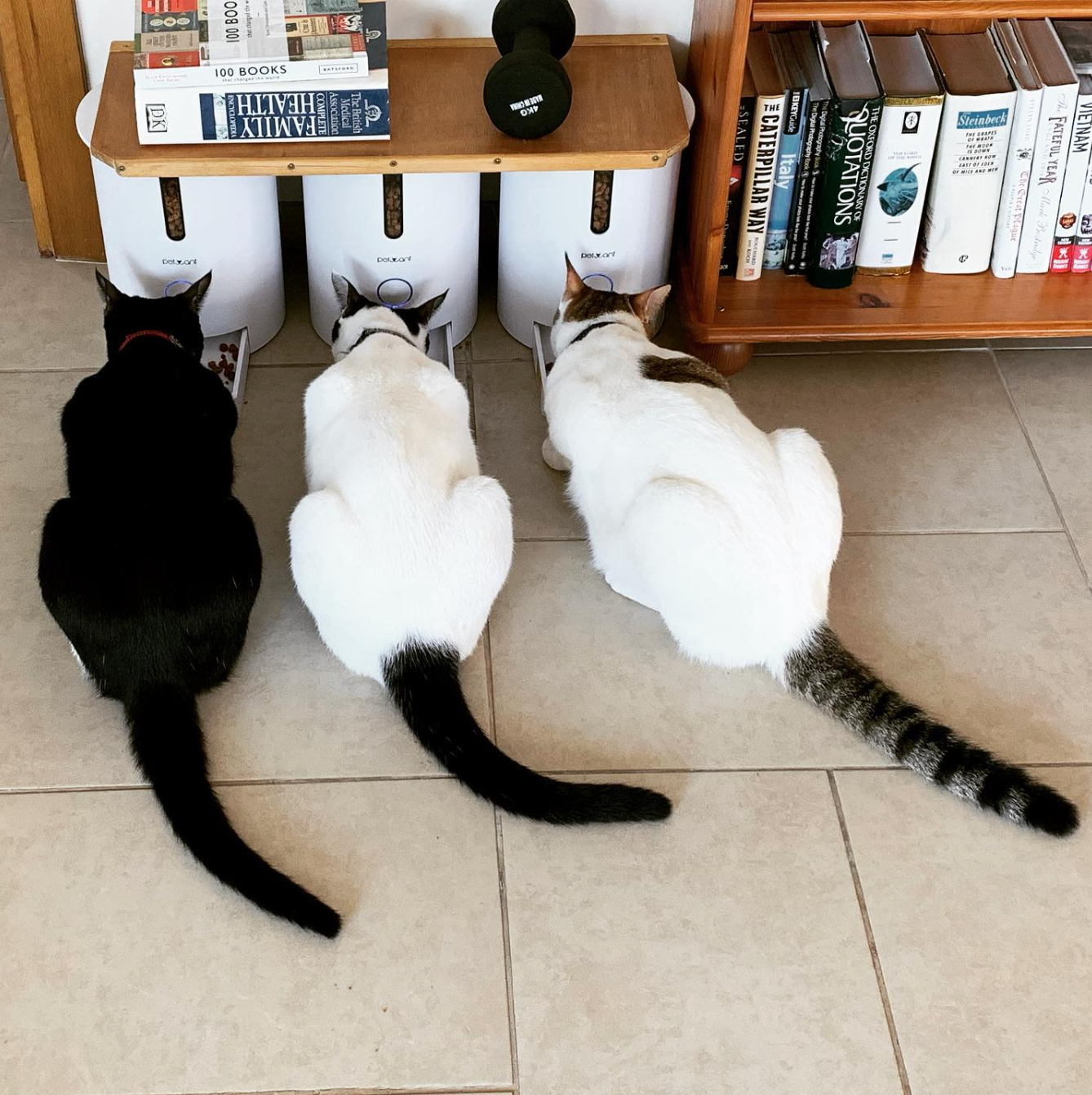 Critter Sitters Dubai 5