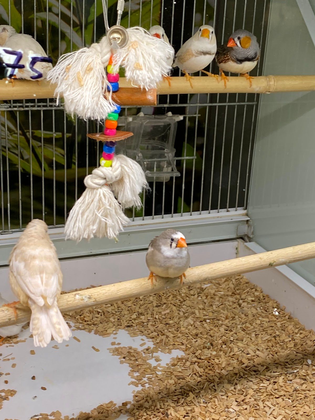 Petzone 3