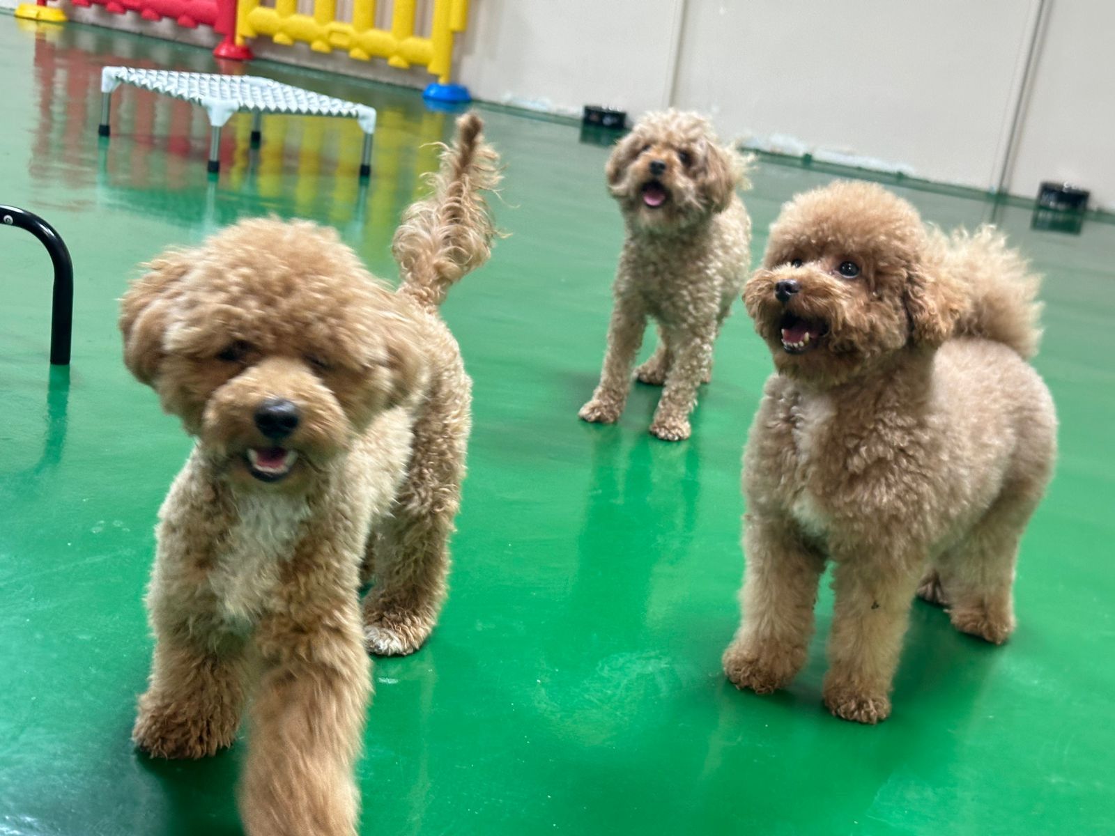 BarkVille 2