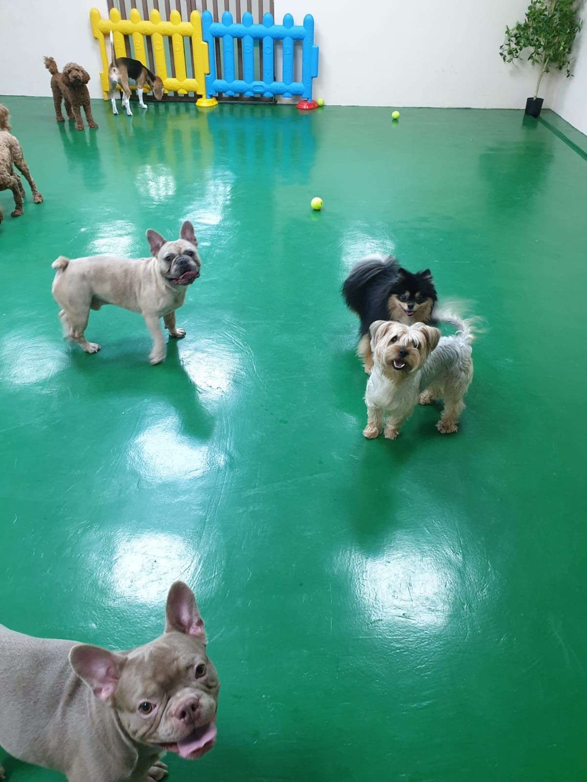 BarkVille 3