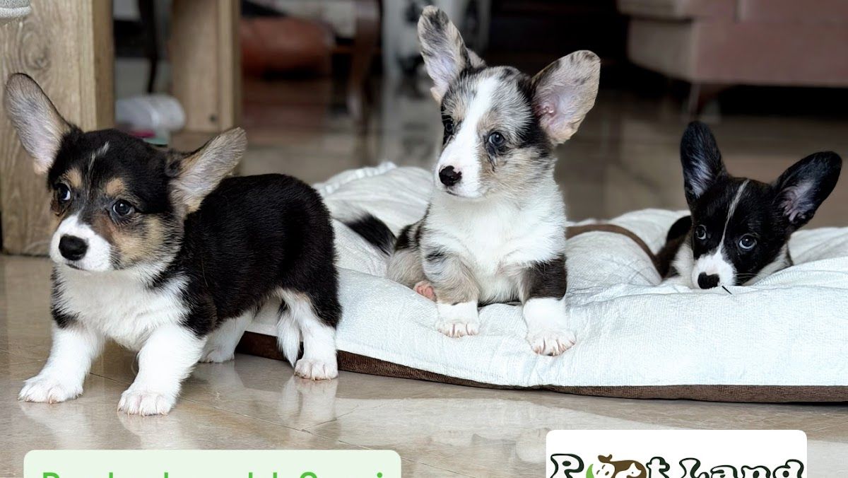 Petland 2