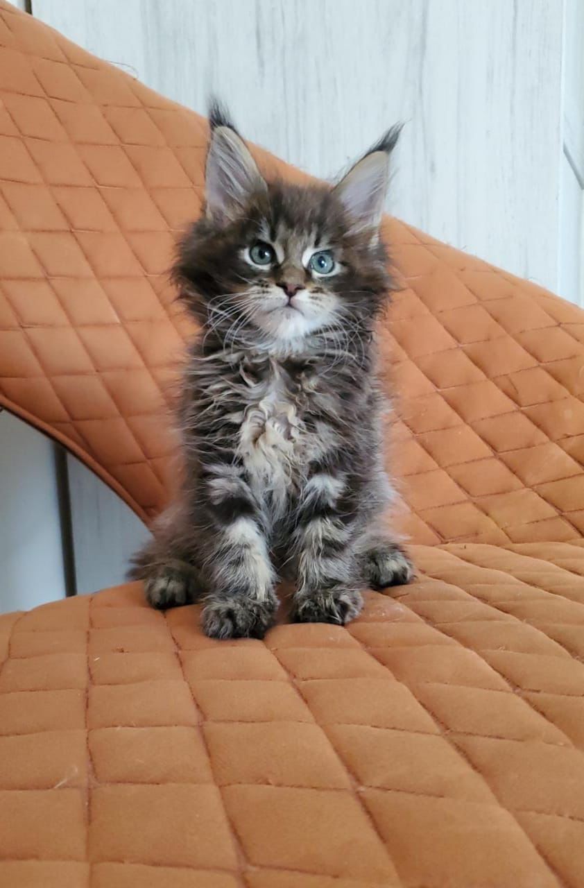Petland 3