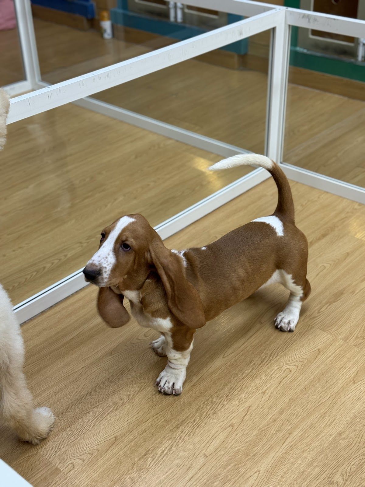 Petland 4