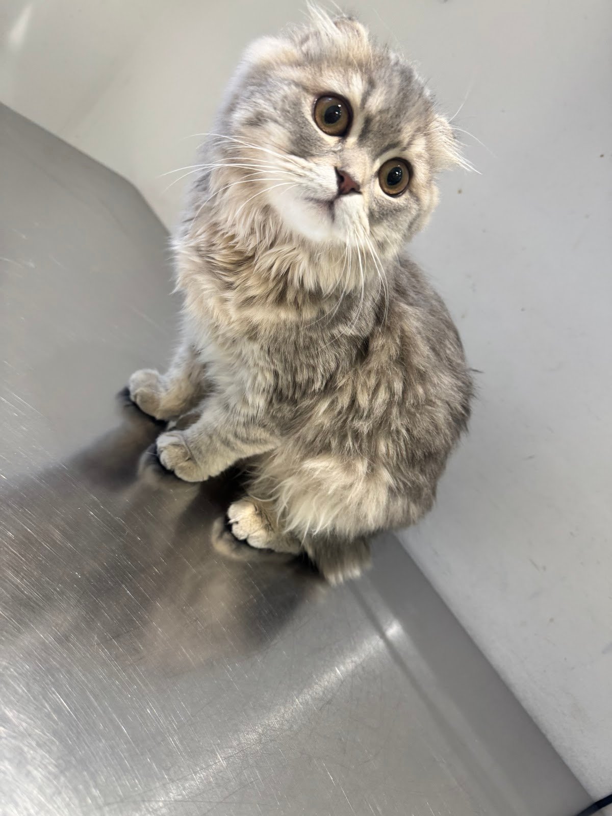 Welfare Veterinary Clinic - عيادة ويلفير البيطرية
