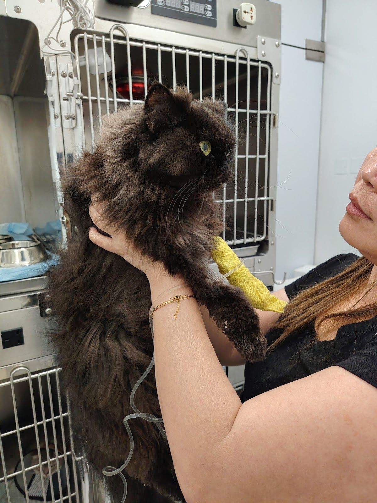 Welfare Veterinary Clinic - عيادة ويلفير البيطرية 4