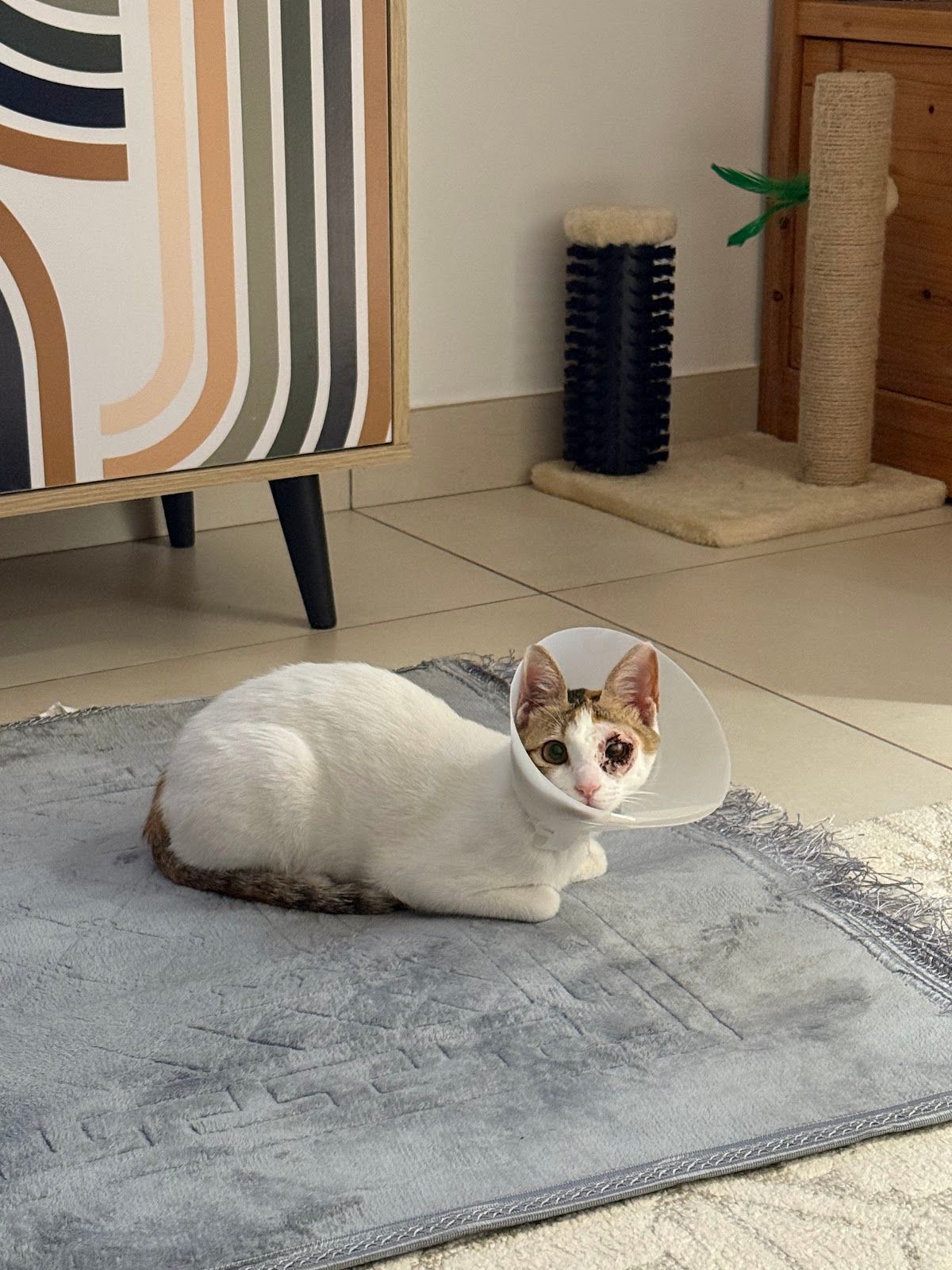 Welfare Veterinary Clinic - عيادة ويلفير البيطرية 5
