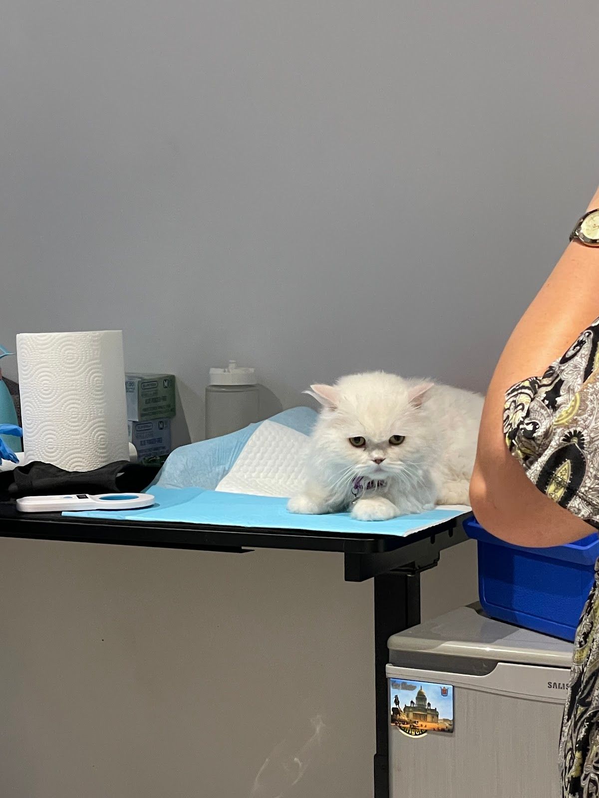 Pet wellness vet clinic Dubai 4