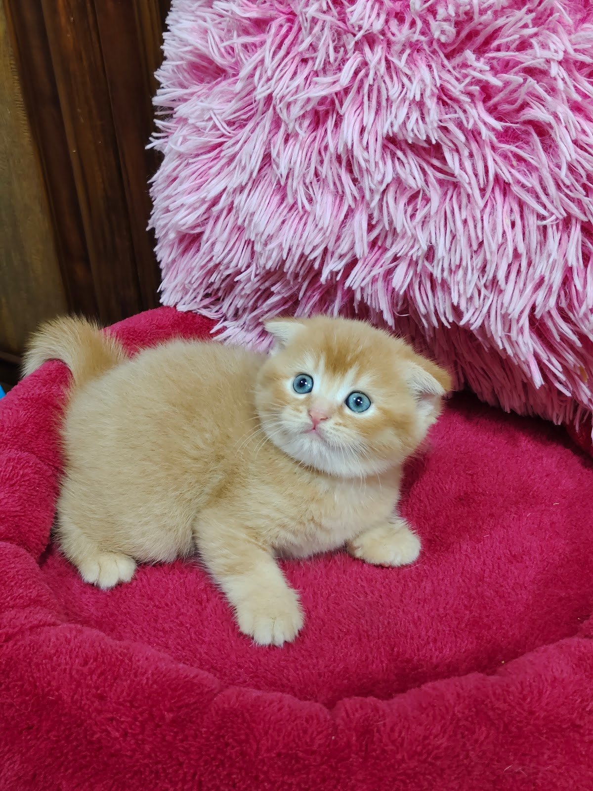 Cute Pets