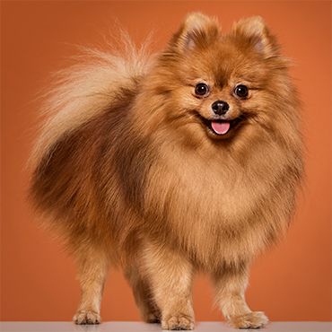 Cute Pets 2