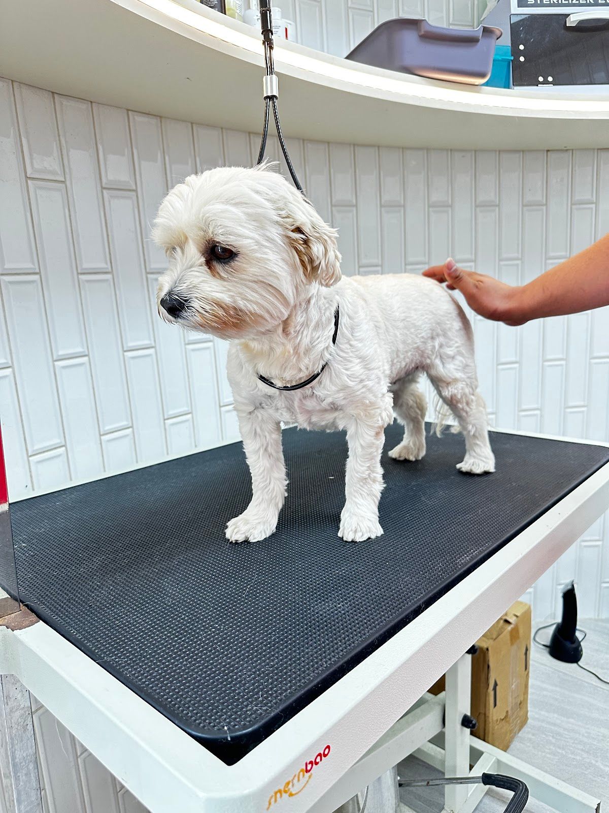 The City Vet Clinic - Meydan Branch 4