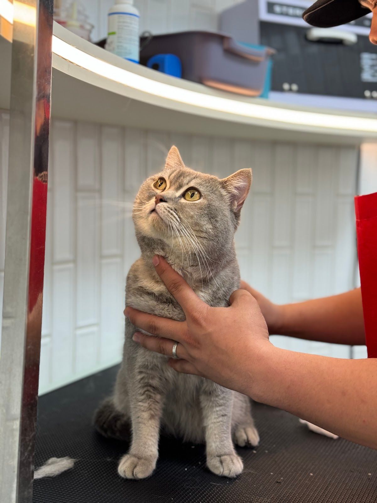The City Vet Clinic - Meydan Branch 5