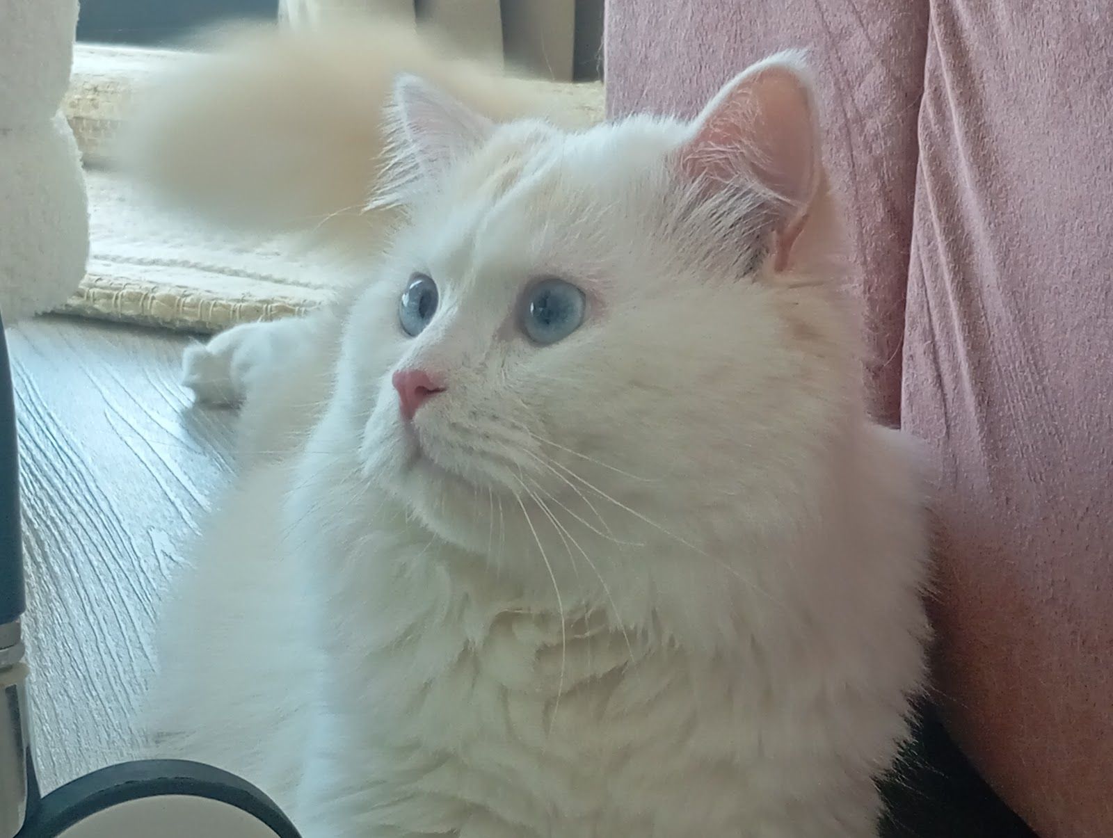 PawCare Dubai 2