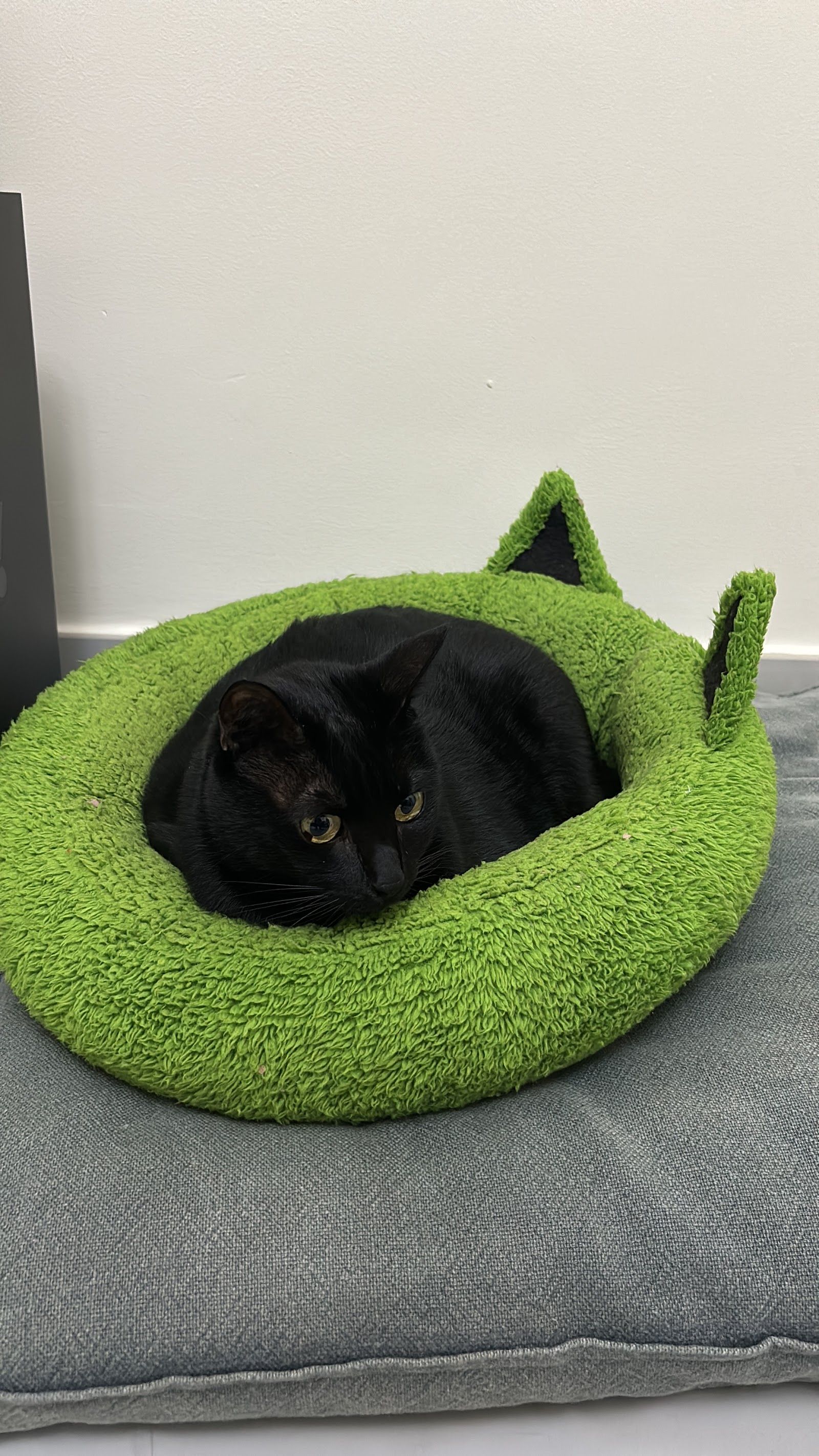 PawCare Dubai 4