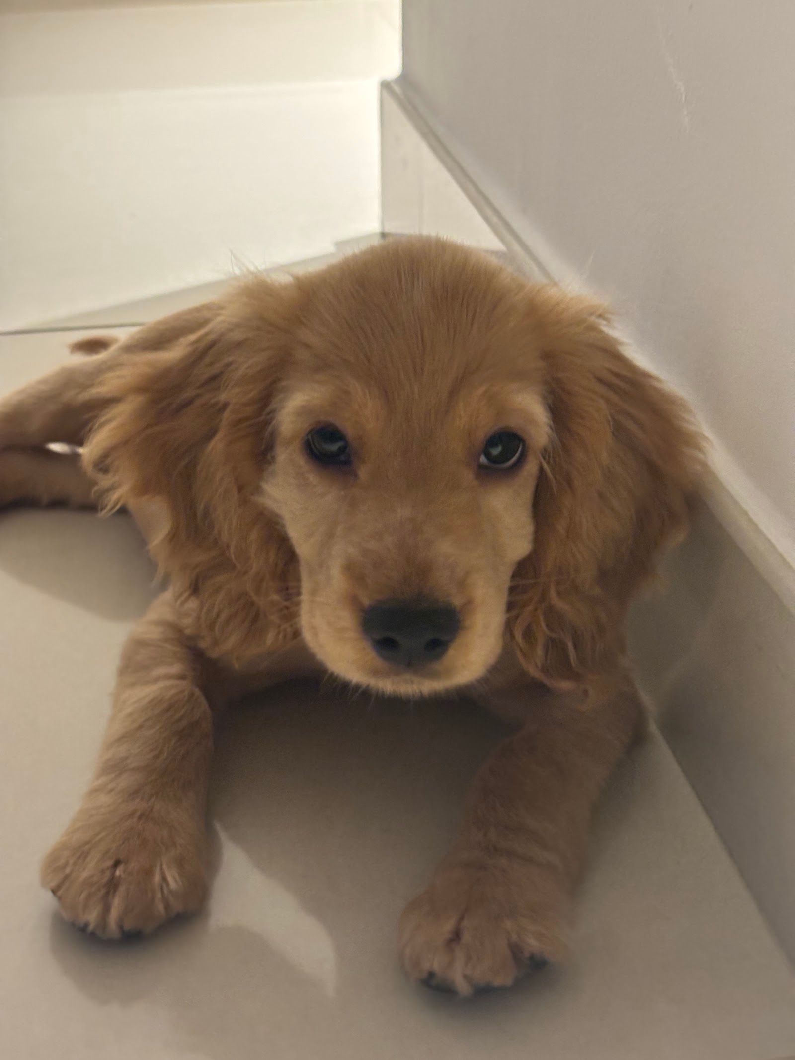 PawCare Dubai 5