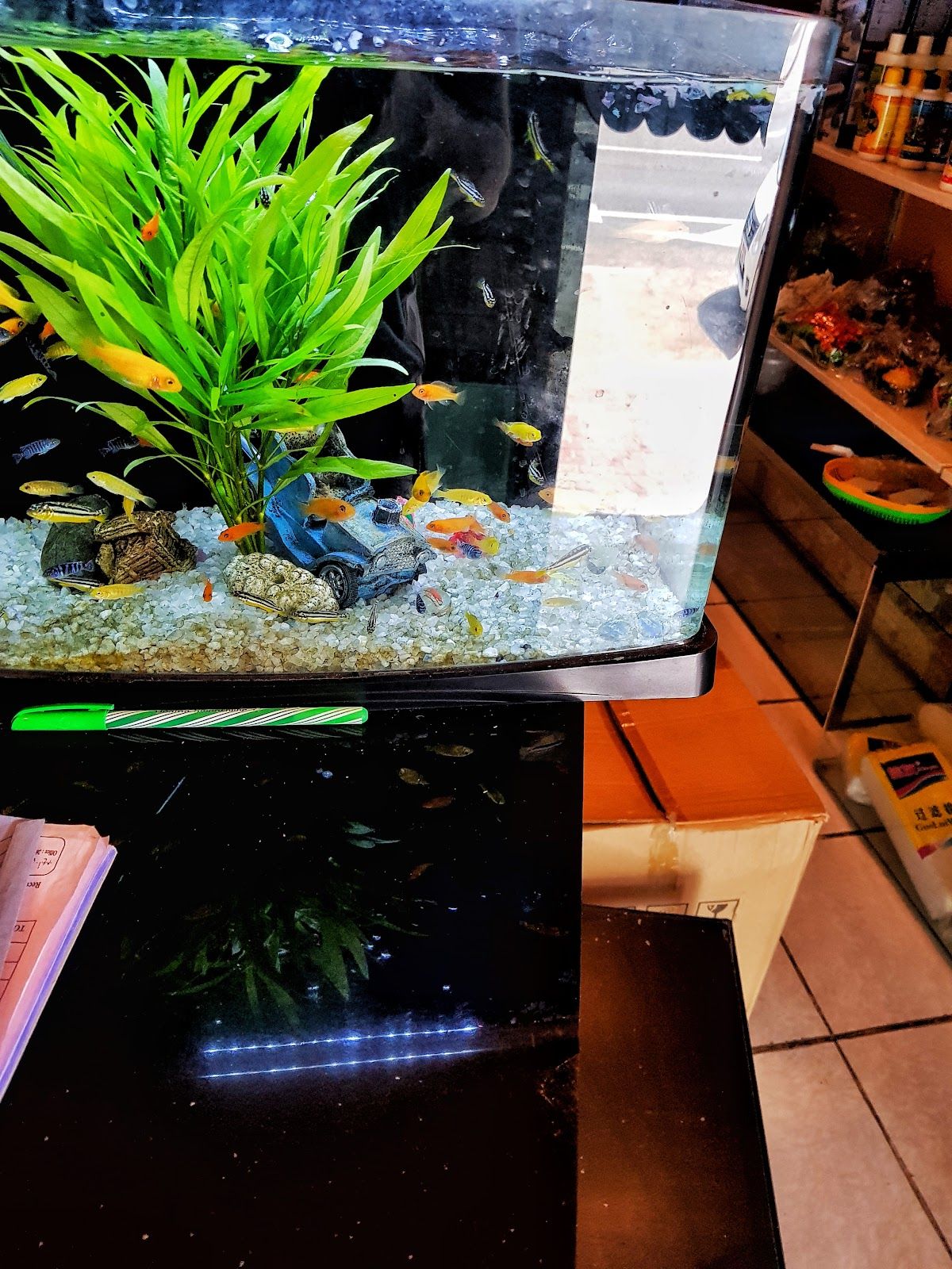 Jassina Fish Aquarium & Birds shop 3